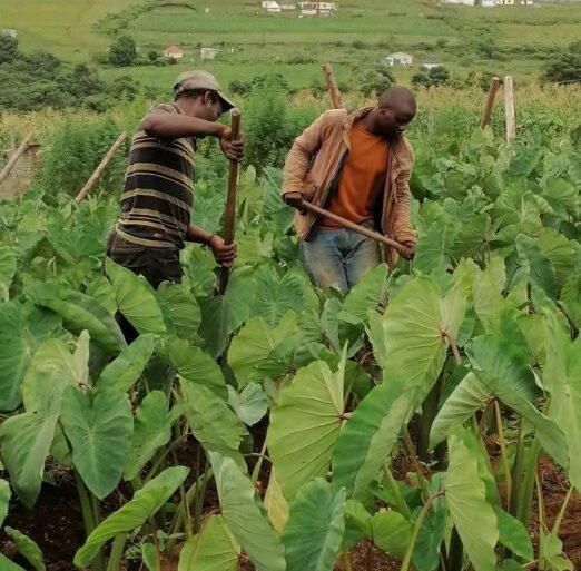 Bhukwani_holdings_farming