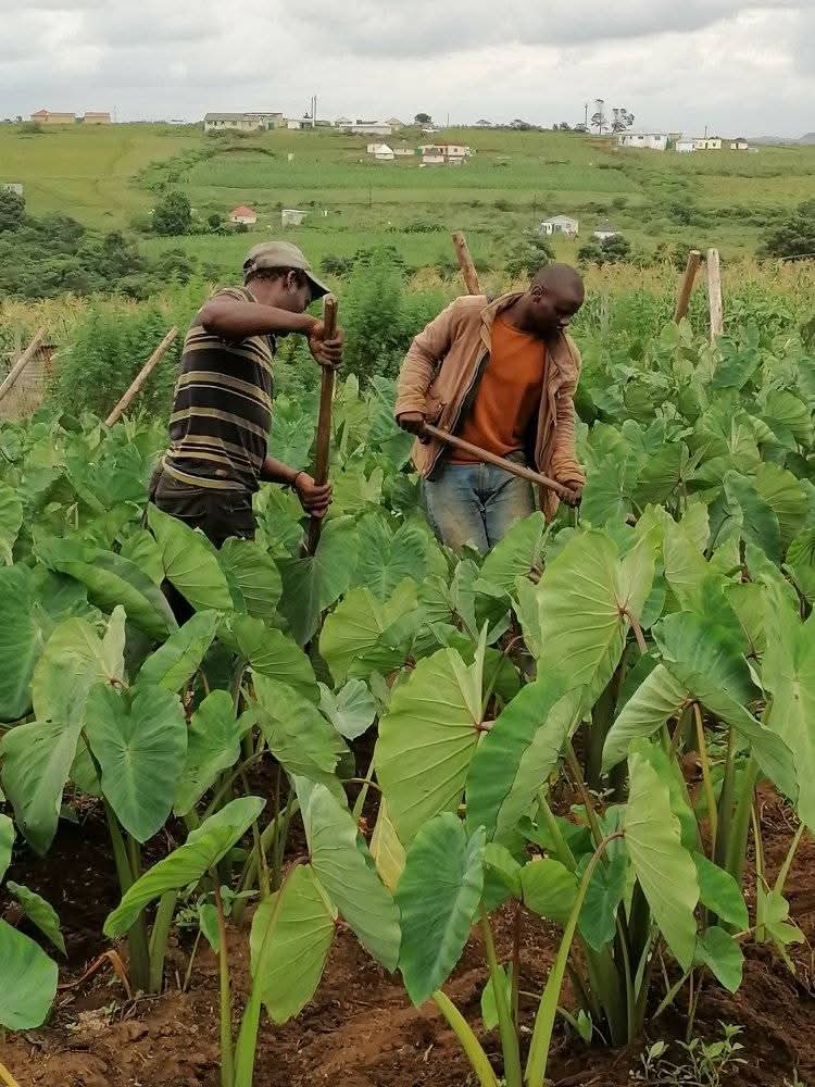 Bhukwani_holdings_farming